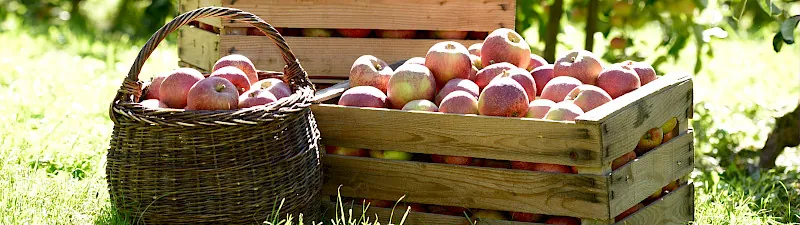 Äpfel