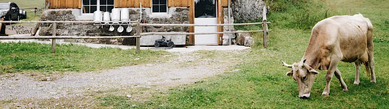Alpkäse
