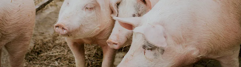 Alpschwein