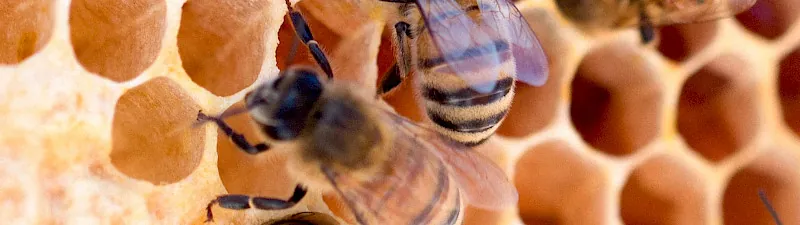 Bienenhonig