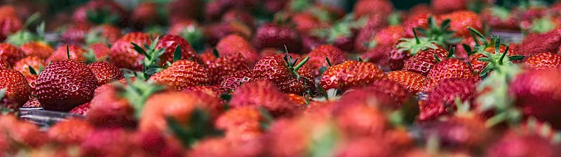 Erdbeeren