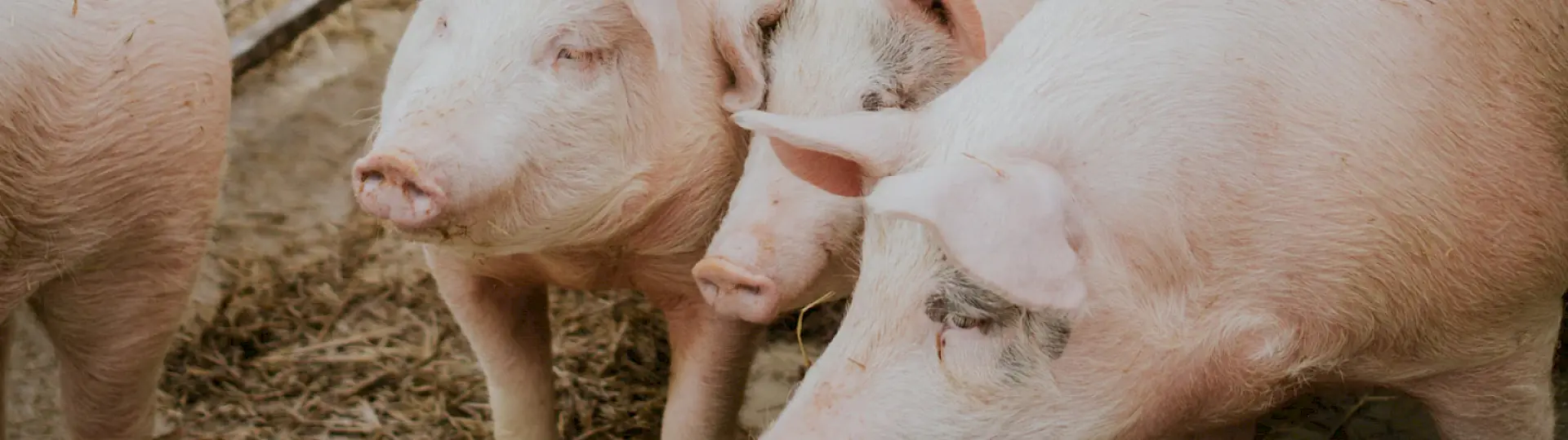 Alpschwein aus Vorarlberg