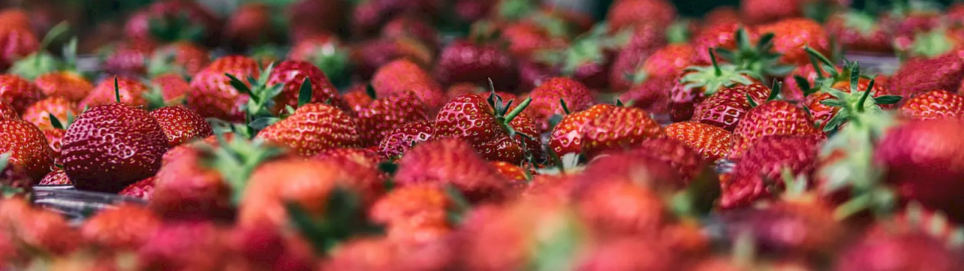 Erdbeeren aus Vorarlberg